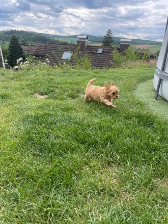 Maltipoo-Welpe Rüde aus liebevoller Familienaufzucht suchen ihr Zuhause