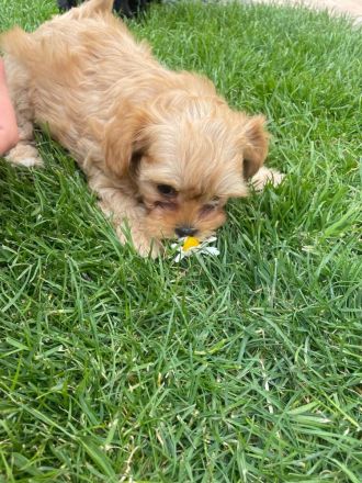 Maltipoo-Welpe Rüde aus liebevoller Familienaufzucht suchen ihr Zuhause