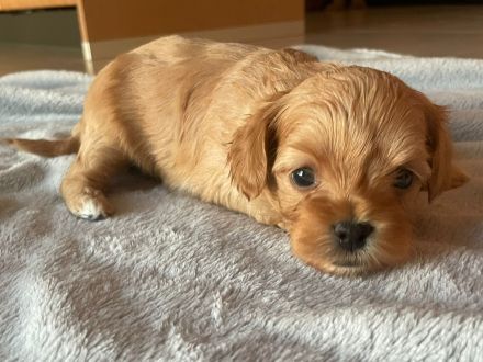 Kleine Maltipoo-Welpen suchen ihr Herzenszuhause 🐾💛