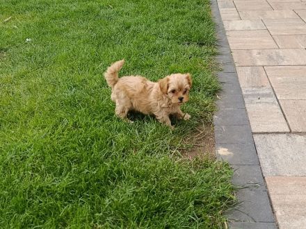 Maltipoo-Welpe Rüde aus liebevoller Familienaufzucht suchen ihr Zuhause