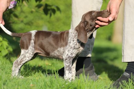 Deutsch Kurzhaar Hündin Ottelie aus liebevoller Zucht mit Papieren