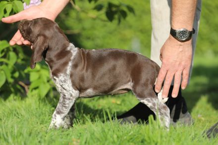Deutsch Kurzhaar Hündin Ottelie aus liebevoller Zucht mit Papieren