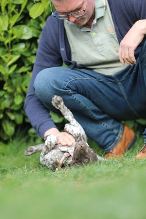 Deutsch Kurzhaar Hündin Ottelie aus liebevoller Zucht mit Papieren