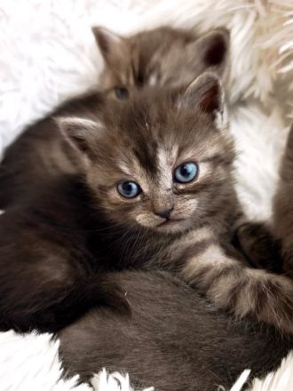 6 Britisch-Kurzhaar-Kitten aus liebevoller Aufzucht suchen ein Zuhause auf Lebenszeit