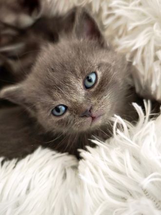 6 Britisch-Kurzhaar-Kitten aus liebevoller Aufzucht suchen ein Zuhause auf Lebenszeit