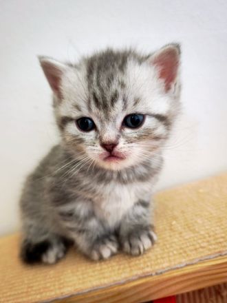 6 Britisch-Kurzhaar-Kitten aus liebevoller Aufzucht suchen ein Zuhause auf Lebenszeit