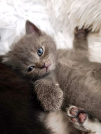 6 Britisch-Kurzhaar-Kitten aus liebevoller Aufzucht suchen ein Zuhause auf Lebenszeit