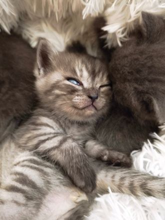 6 Britisch-Kurzhaar-Kitten aus liebevoller Aufzucht suchen ein Zuhause auf Lebenszeit