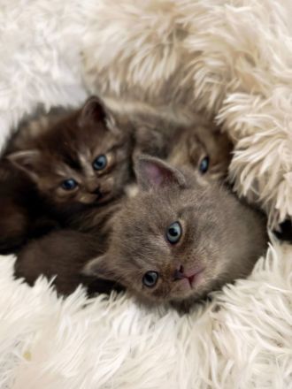 6 Britisch-Kurzhaar-Kitten aus liebevoller Aufzucht suchen ein Zuhause auf Lebenszeit