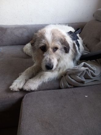 Liebenswerte Sarah sucht ihren Menschen