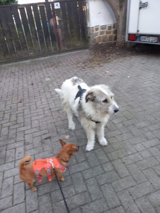 Liebenswerte Sarah sucht ihren Menschen