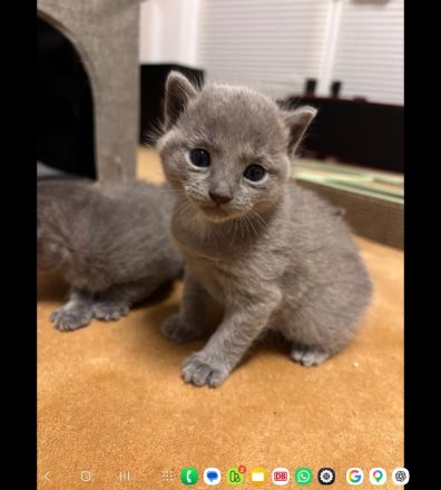 🐾Russisch Blau kitten🐾