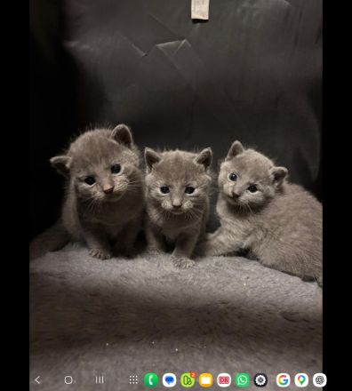 🐾Russisch Blau kitten🐾