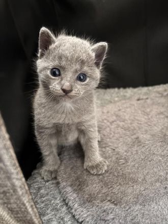 🐾Russisch Blau kitten🐾
