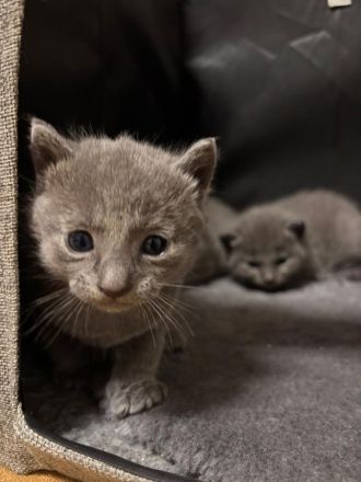🐾Russisch Blau kitten🐾