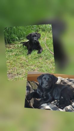 Labrador Schäferhund Mix