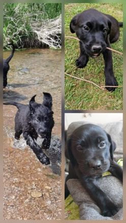 Labrador Schäferhund Mix