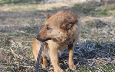 Zuhause gesucht für Dan