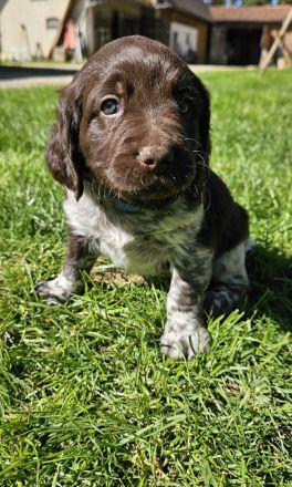 Kleiner Münsterländer