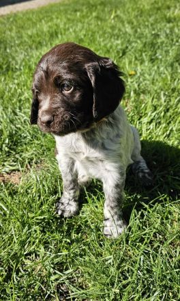 Kleiner Münsterländer