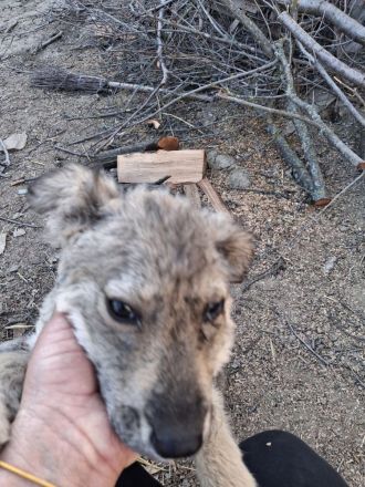 MILA - vom Wald ins sichere Zuhause