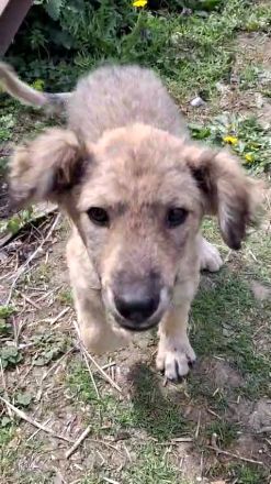 MILA - vom Wald ins sichere Zuhause