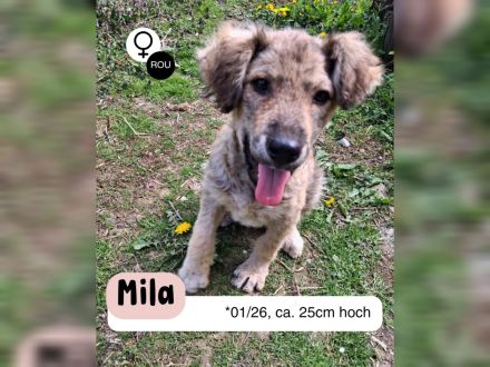 MILA - vom Wald ins sichere Zuhause