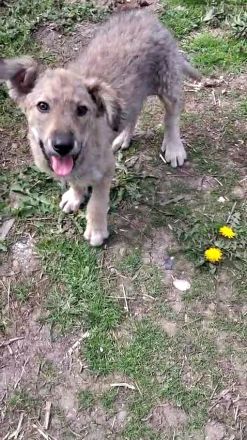 MILA - vom Wald ins sichere Zuhause