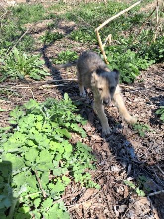 MILA - vom Wald ins sichere Zuhause