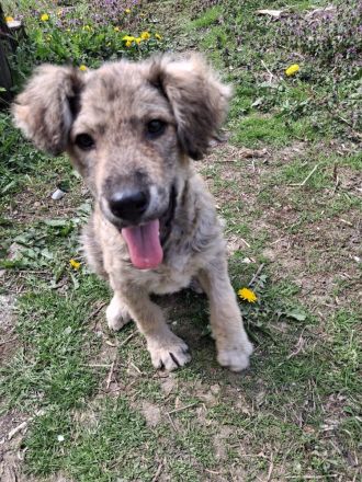 MILA - vom Wald ins sichere Zuhause