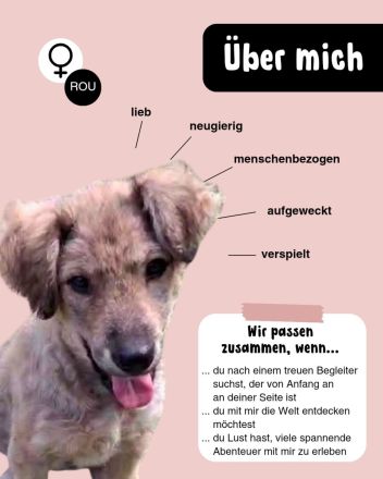 MILA - vom Wald ins sichere Zuhause