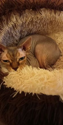 Don Sphynx Katze Stella sucht liebevolles Zuhause