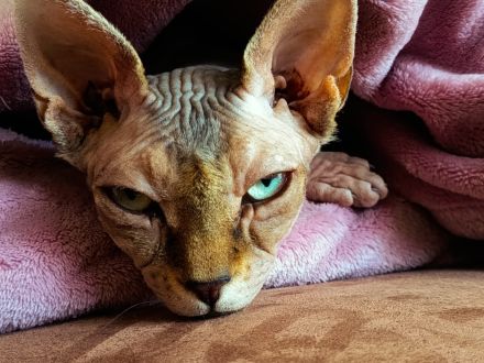 Don Sphynx Katze Stella sucht liebevolles Zuhause