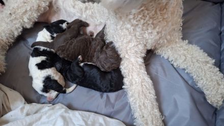 Perro de Agua Espanol spanischer Wasserhund