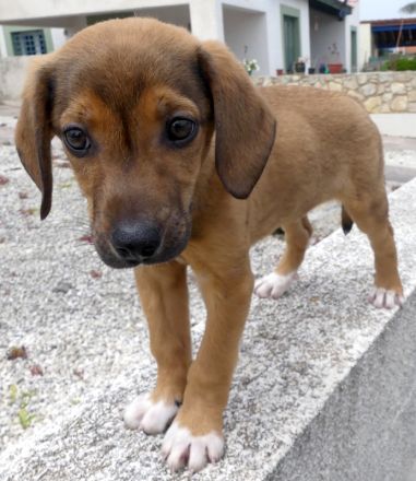 Spencer 2, Sky 5 und Smila/Mischlinge