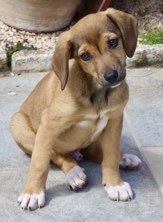 Spencer 2, Sky 5 und Smila/Mischlinge