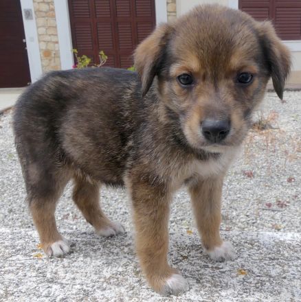 Spencer 2, Sky 5 und Smila/Mischlinge