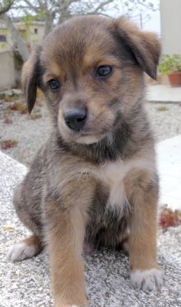 Spencer 2, Sky 5 und Smila/Mischlinge