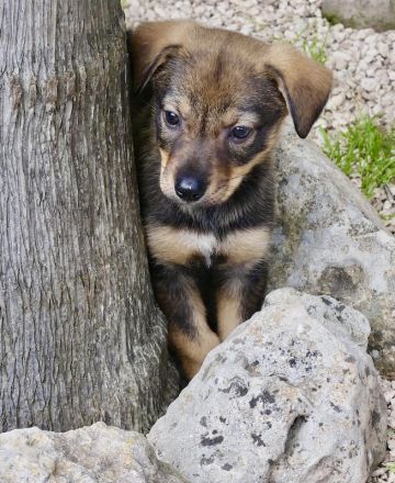 Spencer 2, Sky 5 und Smila/Mischlinge