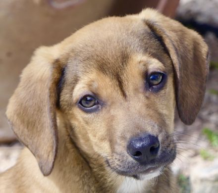 Spencer 2, Sky 5 und Smila/Mischlinge