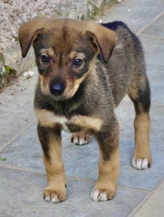 Spencer 2, Sky 5 und Smila/Mischlinge