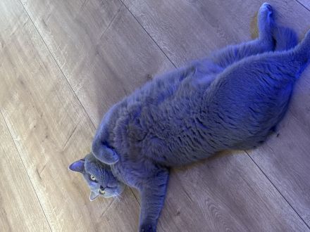 Zuhause gesucht für Nacho & Bounty