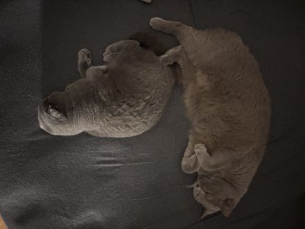 Zuhause gesucht für Nacho & Bounty