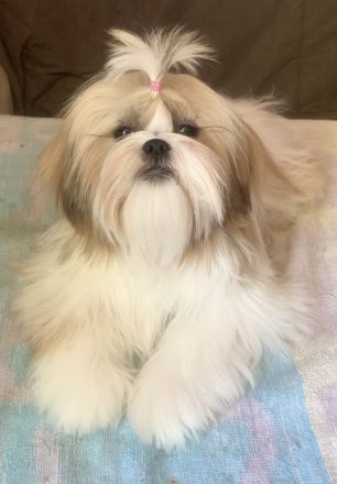 Shih Tzu-Hündin, FCI-Papiere