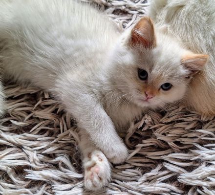 Birma/BKH Mixkätzchen