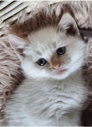 Birma/BKH Mixkätzchen