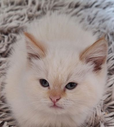 Birma/BKH Mixkätzchen