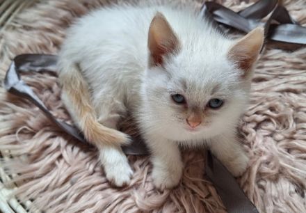 Birma/BKH Mixkätzchen