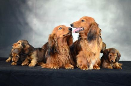 Langhaarteckel Welpen aus edler Langhaarteckelzucht