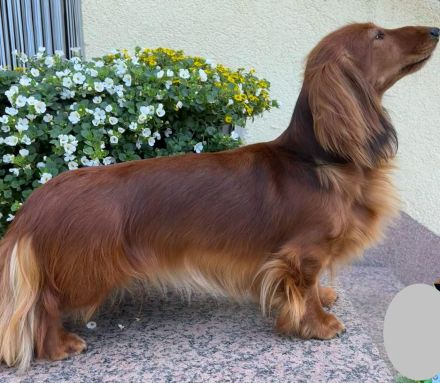 Langhaarteckel Welpen aus edler Langhaarteckelzucht